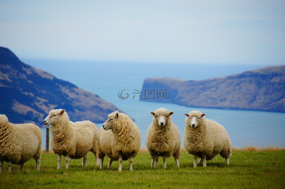 新西兰,海,羊