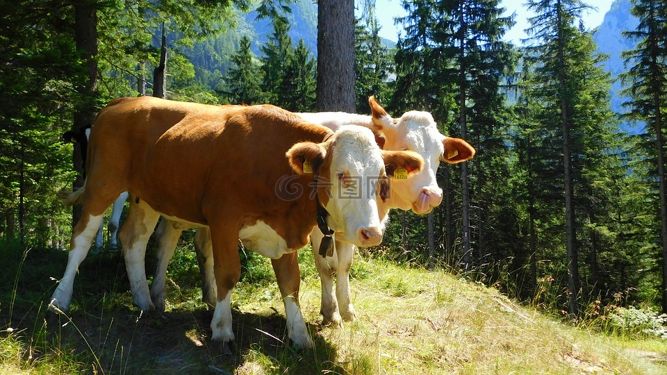 奶牛,动物,农场