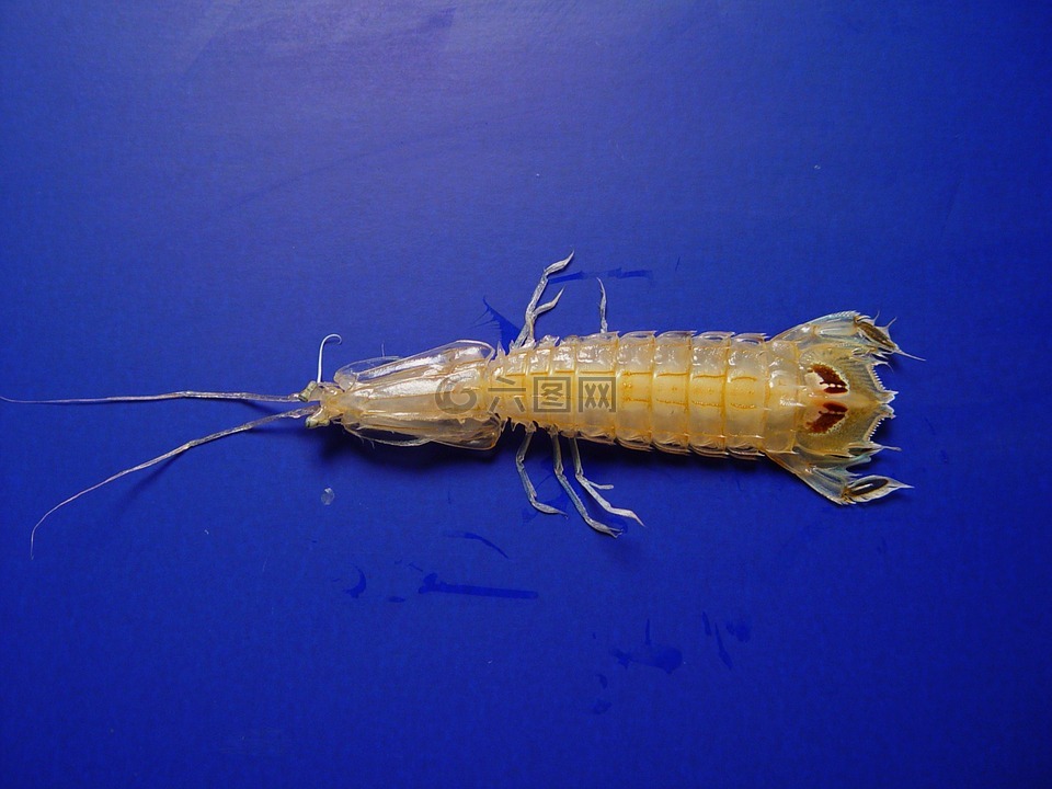 螳螂虾,墨西哥海湾,海洋