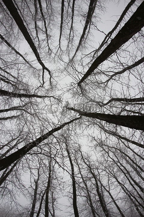 森林,树,树枝