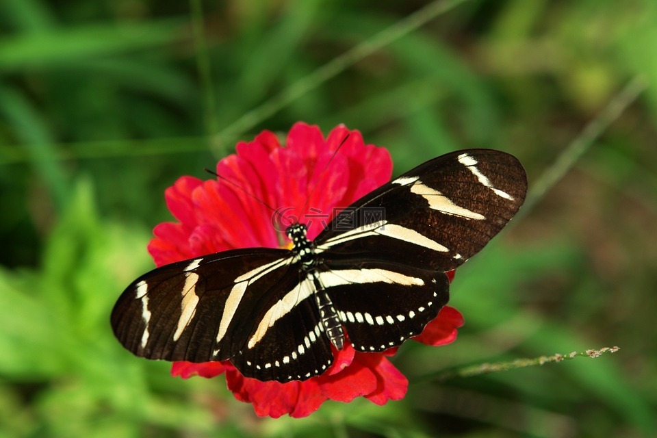 斑马 longwing,蝴蝶,佛罗里达州的蝴蝶