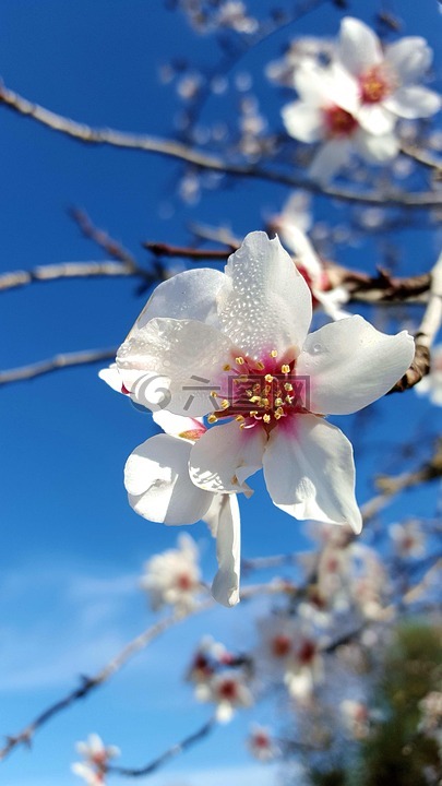 杏仁树开花,2 月在马略卡岛,白色的花