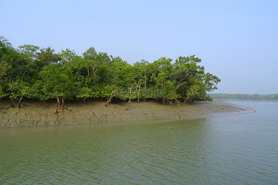 红树林,松达,沼泽