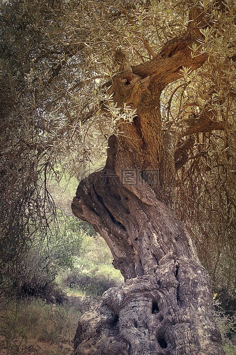 古代,树,橄