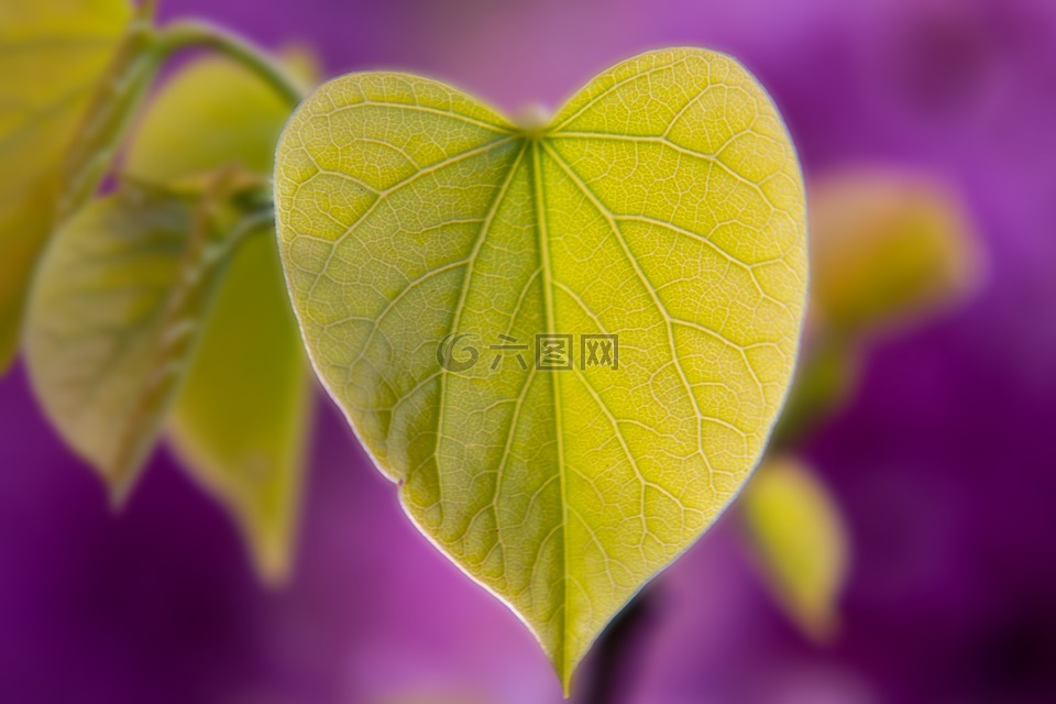叶子,心脏,心的形状