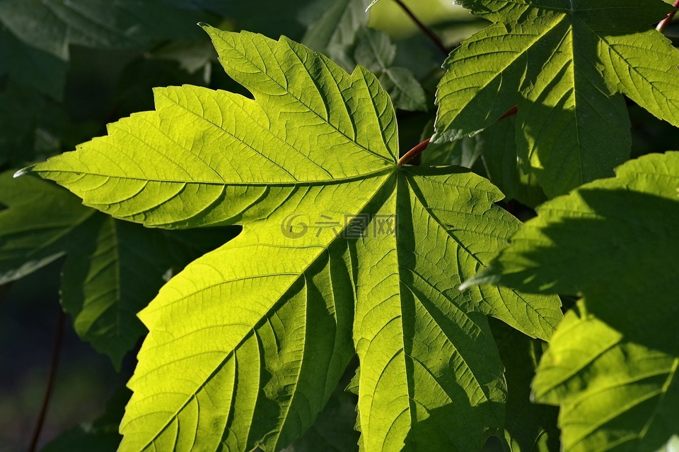 叶子,绿色,克隆