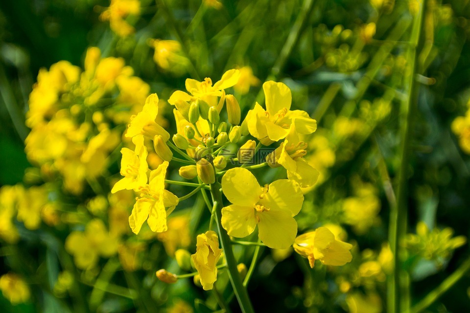 油菜,油菜籽场,开花