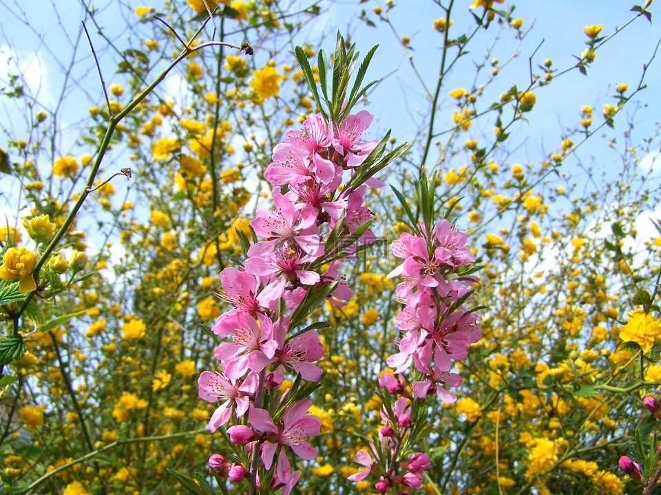 開花灌木 杏仁樹枝,粉紅色,春天