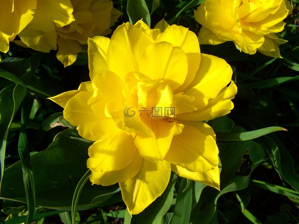 全花郁金香,黄色的迎春花,花园