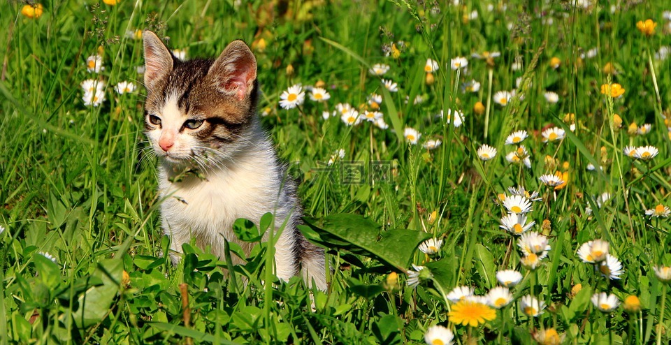 猫,花园,草