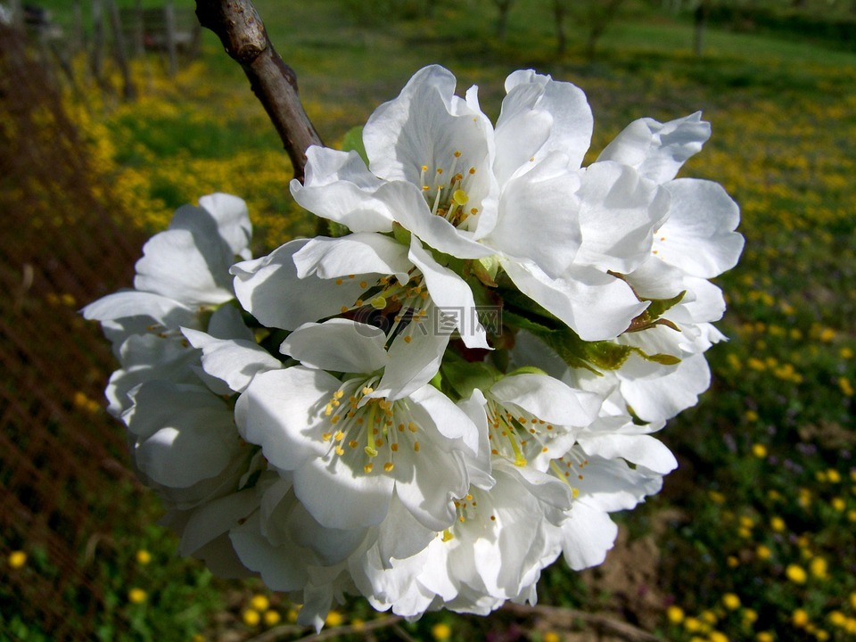 樱花树,白花,水果树