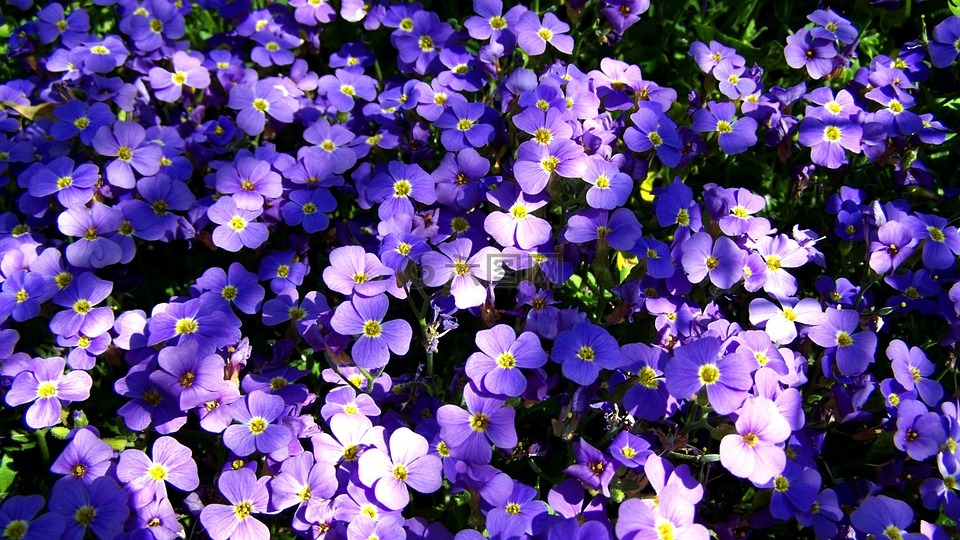 中提琴的花园草坪上,紫色小花,春天
