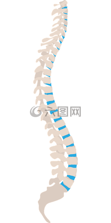 脊柱,脊柱侧,健康