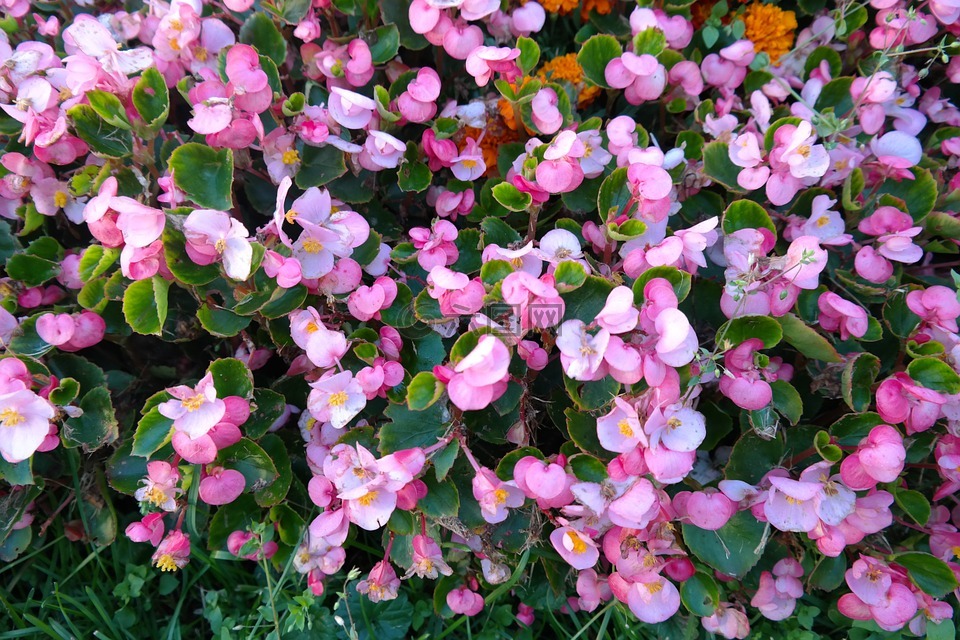冰秋海棠,鲜花,粉红色