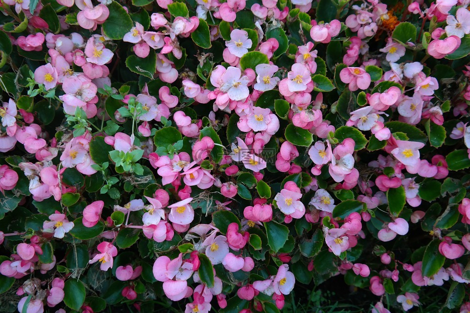 冰秋海棠,鲜花,粉红色