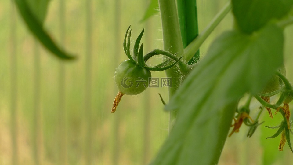 番茄果,葡萄番茄,家庭长大的