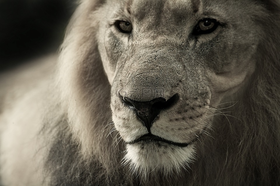狮子,动物肖像,非洲