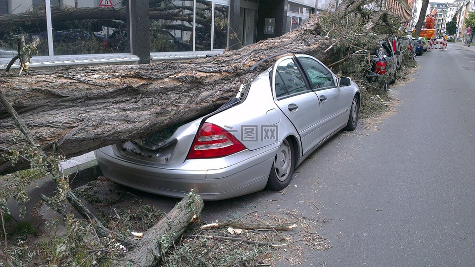 倒下的树,汽车,转寄
