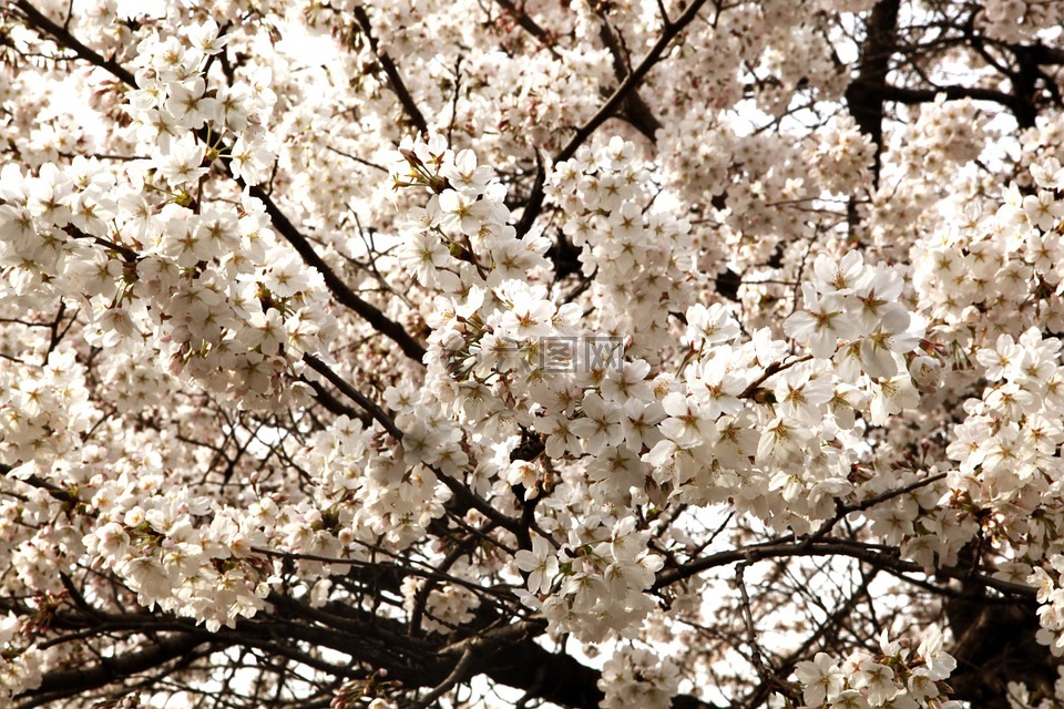 樱花盛开,鲜花,4 月