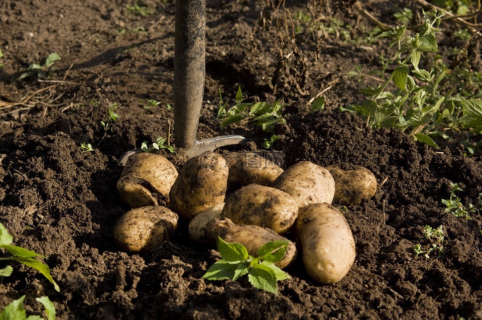 马铃薯,花园,收获