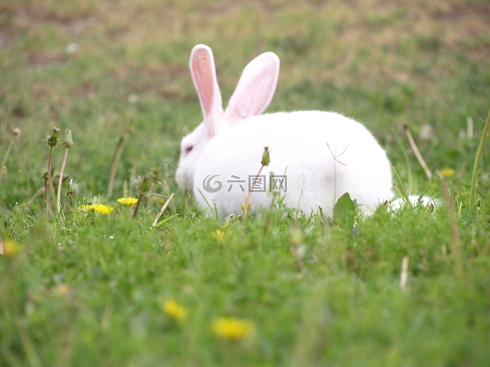 兔子,草,兔