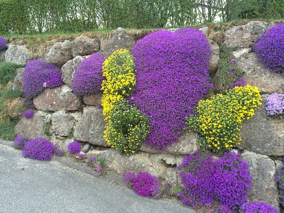 鲜花,性质,石墙