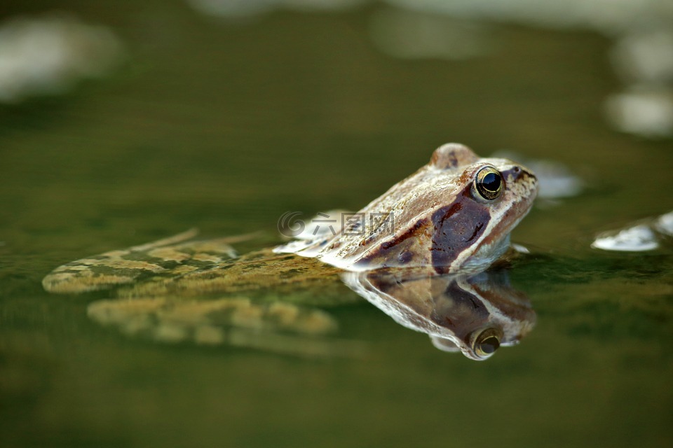 青蛙,水,两栖类