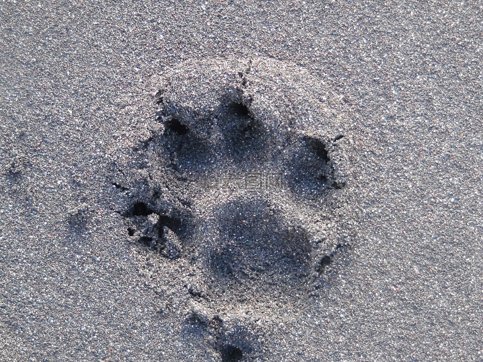 占地面积,狗,沙海滩