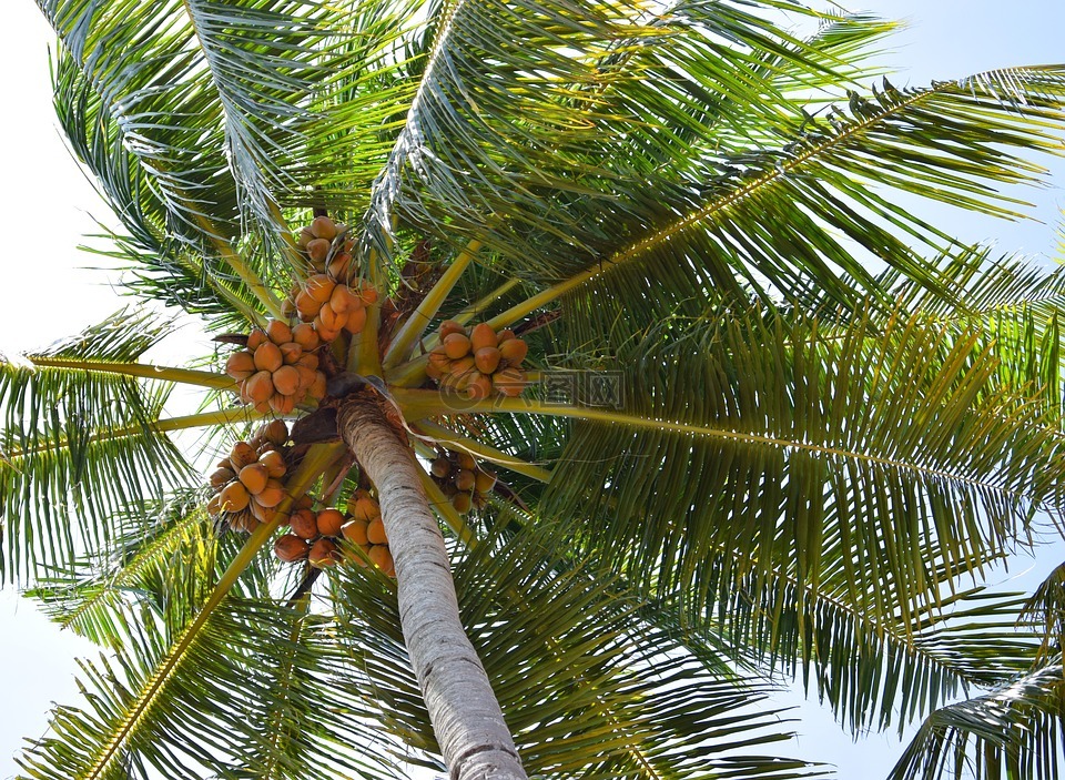 椰子,椰子树,自然