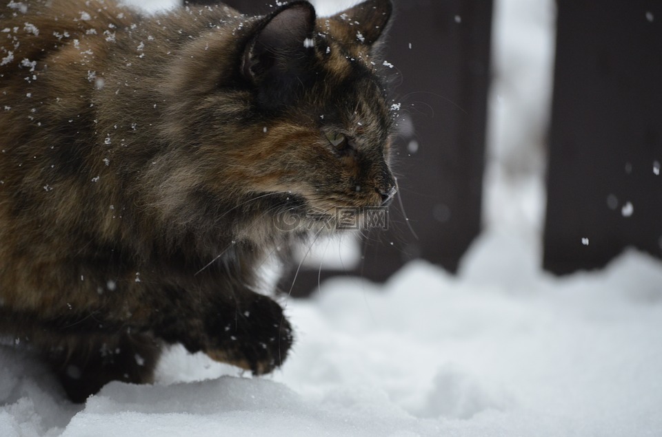 猫,雪,冬天