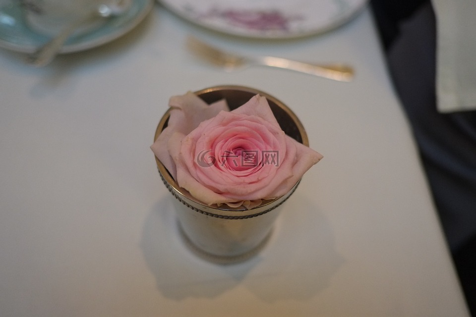 玫瑰,粉红色,茶