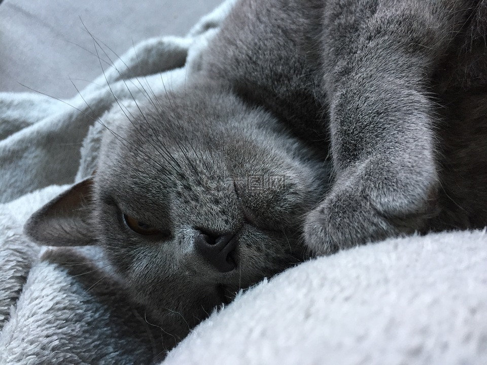 猫,灰色,睡觉