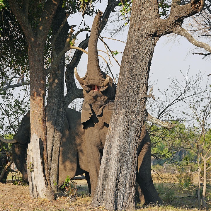 象,okavanga 三角洲,野生动物园