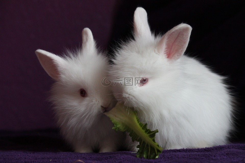 兔,小,可爱