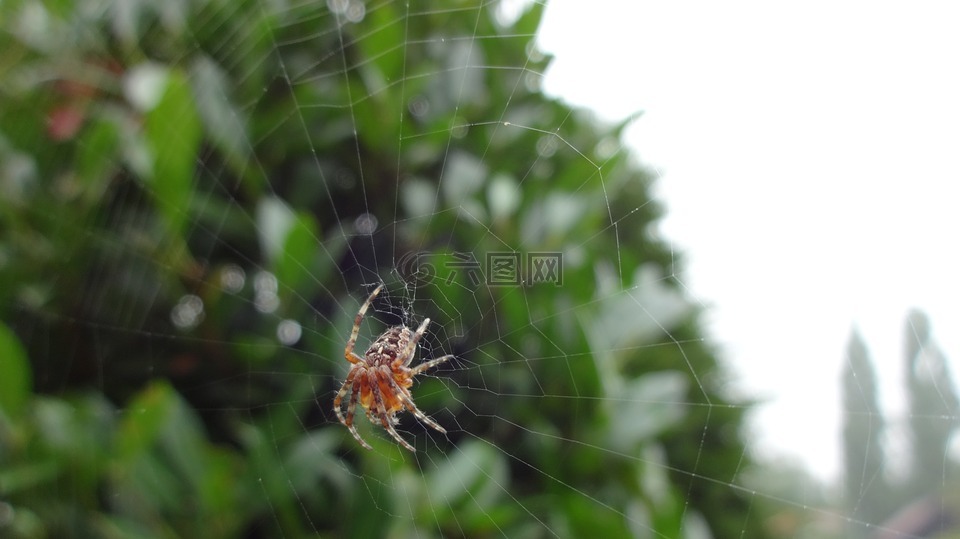 数值调节钮,web,花园蜘蛛