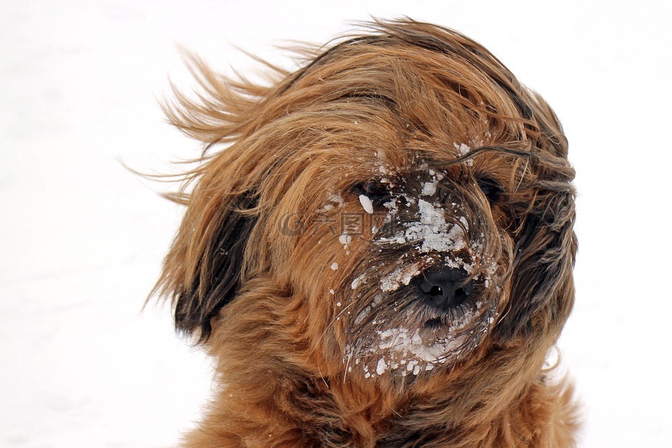 狗雪肖像