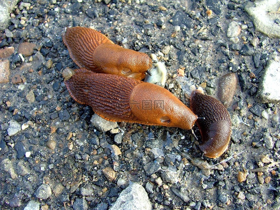 壳上带刺的扁蜗牛图片
