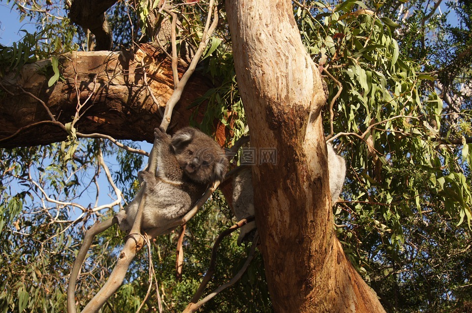 考拉,澳大利亚,无尾熊