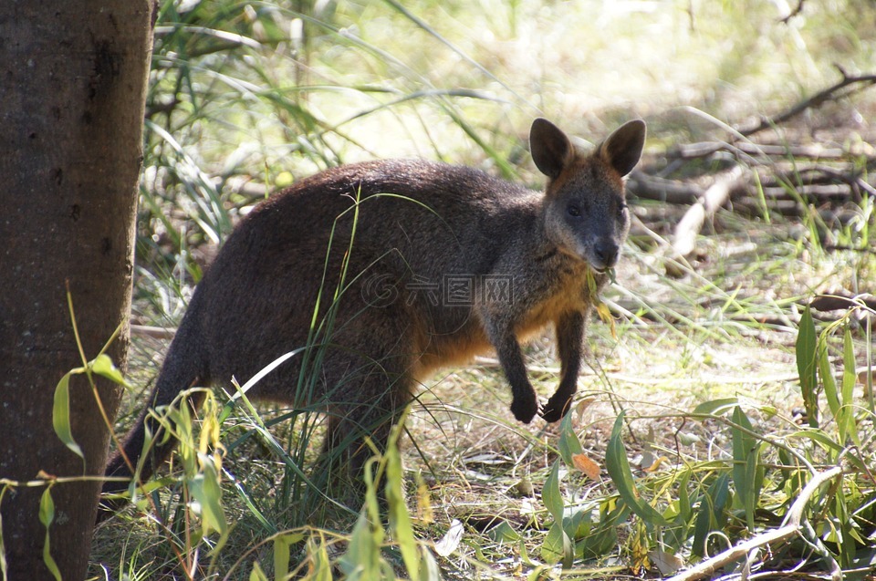 袋鼠,澳大利亚,有袋动物