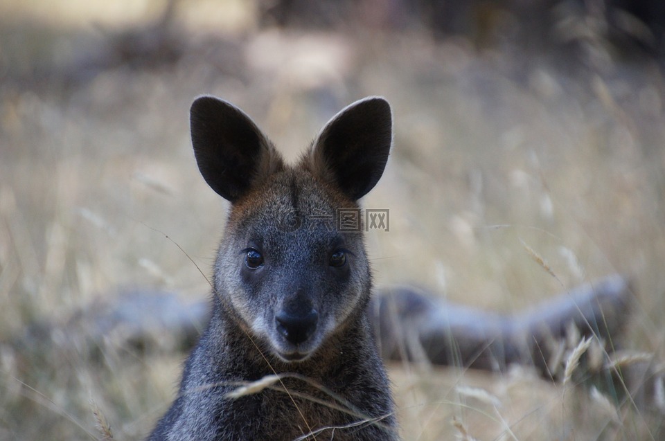 袋鼠,澳大利亚,有袋动物