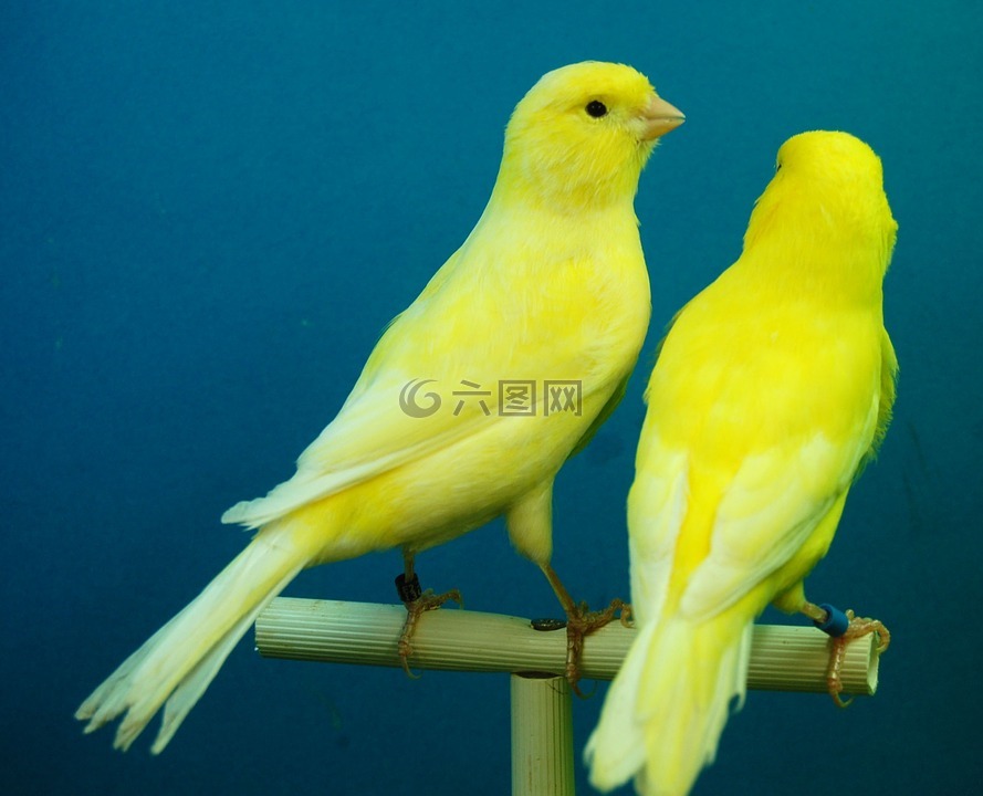 金丝雀,黄,鸟舍