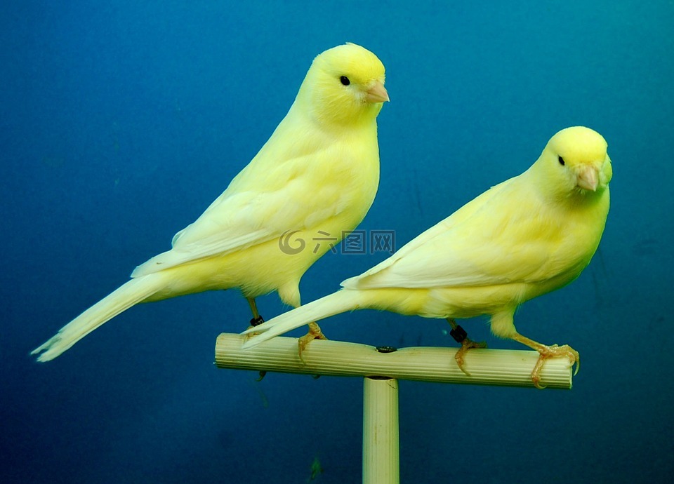 金丝雀,黄,鸟舍