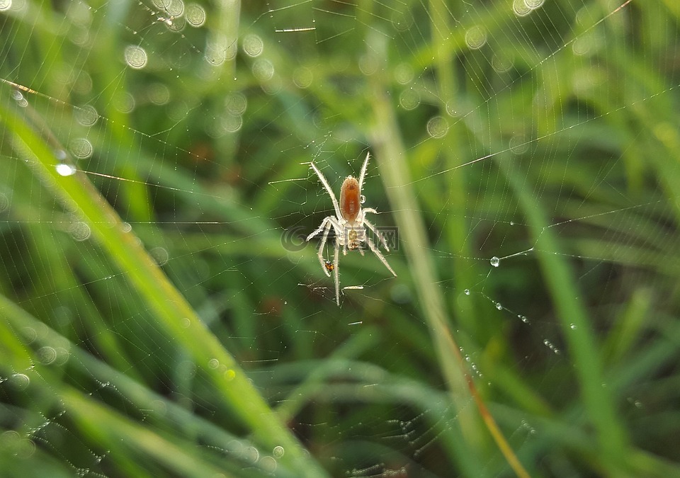 蜘蛛,现场orbweaver,web