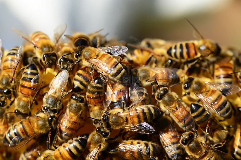 蜜蜂,蜂巢,蜂蜜