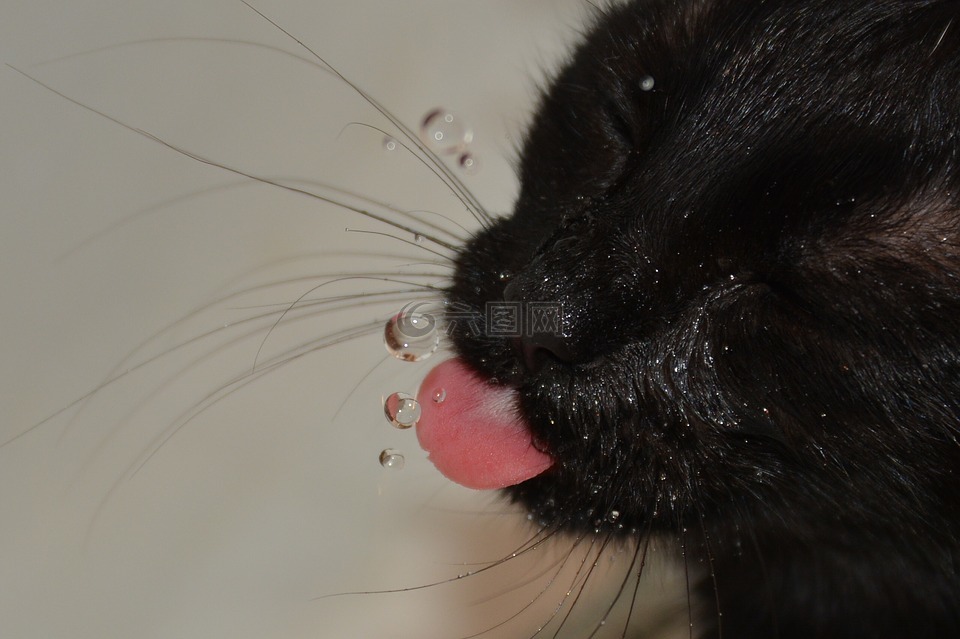 猫,水,喝水