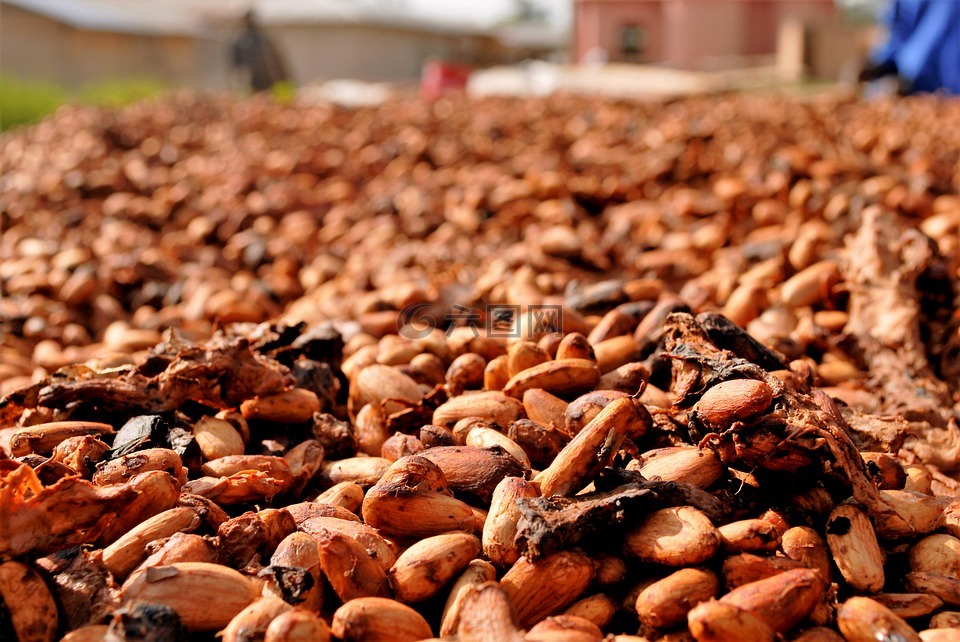 可可豆,干燥,加纳