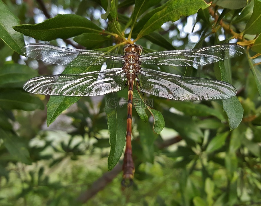 蜻蜓,昆虫,带翅膀的昆虫