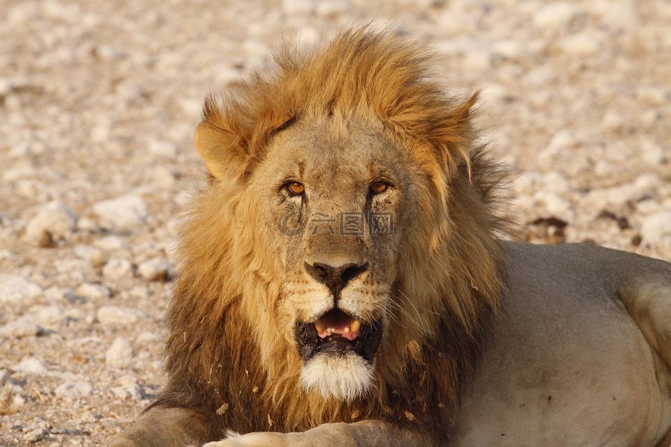 狮子,巴夏,非洲