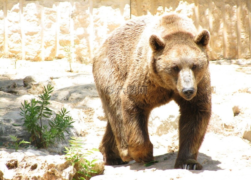 灰熊,棕色的熊,熊