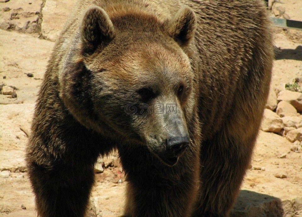 熊,头,棕色的熊